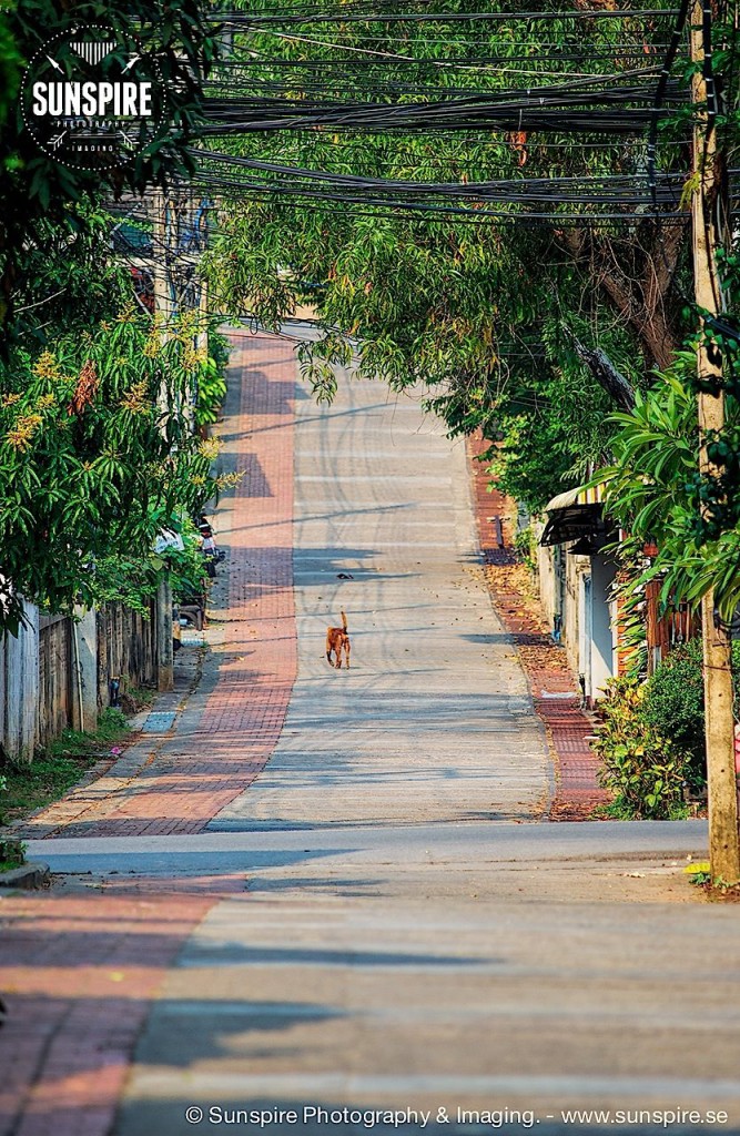 A lonely dog on the streets of Mae Hong Son, Thailand....