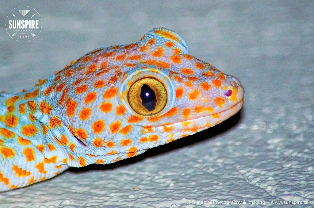 Hello! Mr. Gecko...
