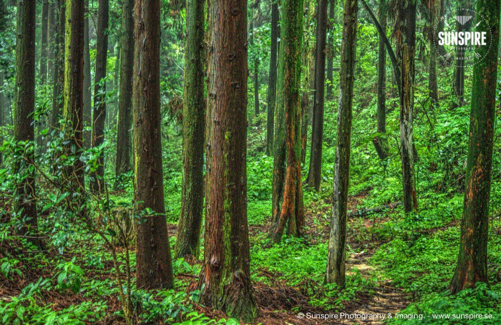 Zhangjiajie National Forest Park 02