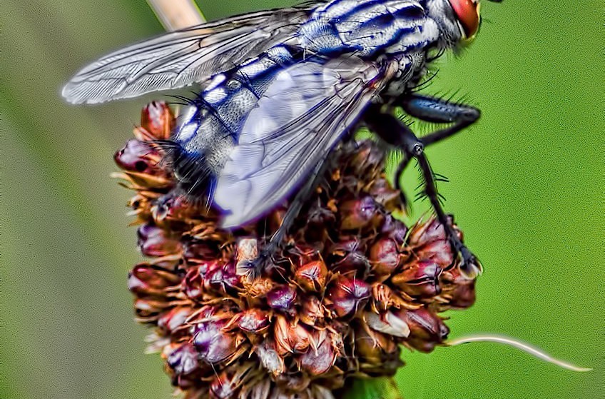Horsefly closeup...