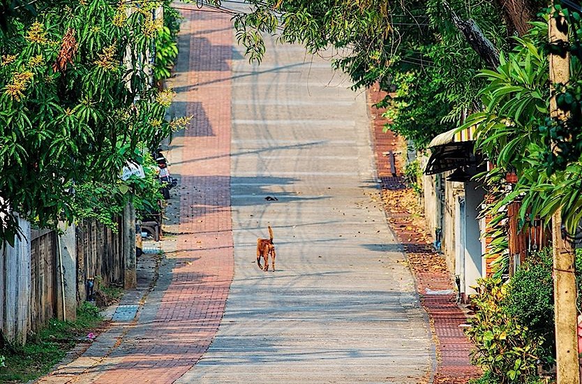 A lonely dog on the streets of Mae Hong Son, Thailand....